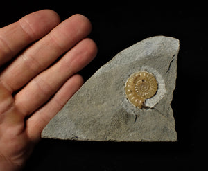 Large calcite Promicroceras ammonite display piece (26 mm)