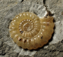 Load image into Gallery viewer, Large calcite Promicroceras ammonite display piece (26 mm)
