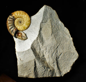 Asteroceras obtusum display ammonite fossil (82 mm)