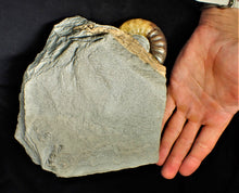 Load image into Gallery viewer, Asteroceras obtusum display ammonite fossil (82 mm)

