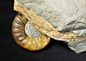 Asteroceras obtusum display ammonite fossil (82 mm)