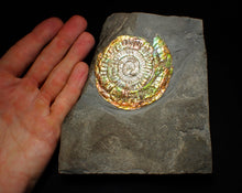 Load image into Gallery viewer, Big complete rainbow iridescent Caloceras display ammonite fossil (75mm)

