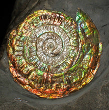 Load image into Gallery viewer, Big complete rainbow iridescent Caloceras display ammonite fossil (75mm)
