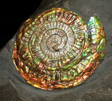 Load image into Gallery viewer, Big complete rainbow iridescent Caloceras display ammonite fossil (75mm)
