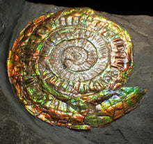 Load image into Gallery viewer, Big complete rainbow iridescent Caloceras display ammonite fossil (75mm)
