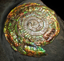 Load image into Gallery viewer, Big complete rainbow iridescent Caloceras display ammonite fossil (75mm)
