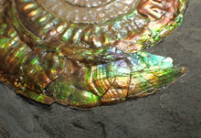 Load image into Gallery viewer, Big complete rainbow iridescent Caloceras display ammonite fossil (75mm)
