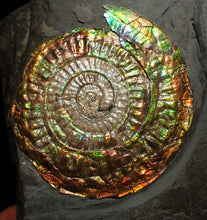 Load image into Gallery viewer, Big complete rainbow iridescent Caloceras display ammonite fossil (75mm)
