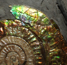 Load image into Gallery viewer, Big complete rainbow iridescent Caloceras display ammonite fossil (75mm)
