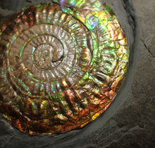 Load image into Gallery viewer, Big complete rainbow iridescent Caloceras display ammonite fossil (75mm)
