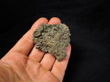 Load image into Gallery viewer, Large full pyrite multi-ammonite fossil (60 mm)
