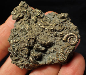 Large full pyrite multi-ammonite fossil (60 mm)