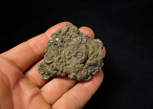 Large full pyrite multi-ammonite fossil (60 mm)