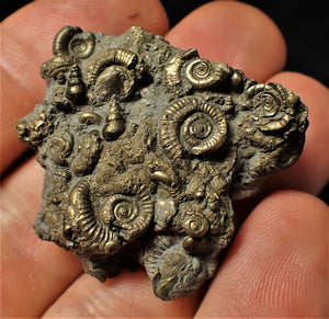 Full pyrite multi-ammonite & gastropod fossil (38 mm)