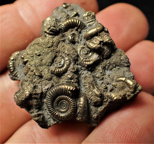 Full pyrite multi-ammonite & gastropod fossil (38 mm)