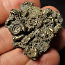 Load image into Gallery viewer, Full pyrite multi-ammonite &amp; gastropod fossil (38 mm)
