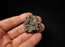 Load image into Gallery viewer, Full pyrite multi-ammonite &amp; gastropod fossil (38 mm)

