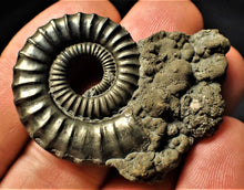 Load image into Gallery viewer, Large Crucilobiceras pyrite ammonite fossil (46 mm)

