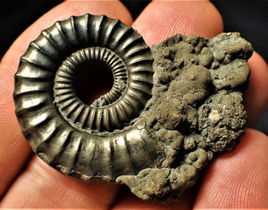 Large Crucilobiceras pyrite ammonite fossil (46 mm)