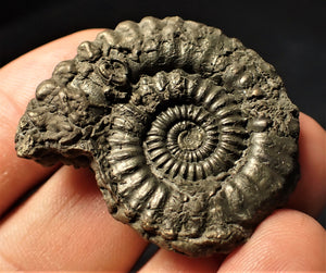 Large Crucilobiceras pyrite ammonite (38 mm)