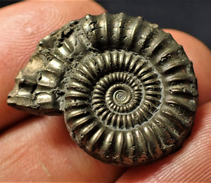 Crucilobiceras pyrite ammonite (27 mm)