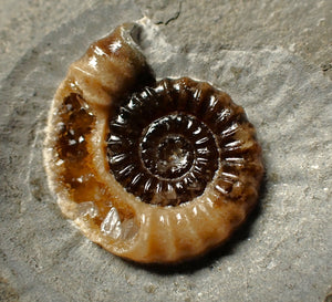 Split calcite Promicroceras ammonite display pieces