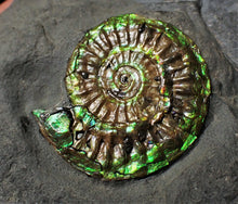 Load image into Gallery viewer, Green iridescent Caloceras display ammonite fossil
