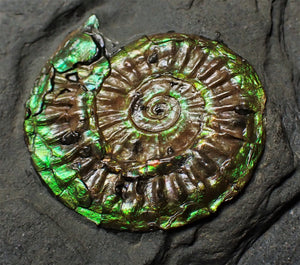 Green iridescent Caloceras display ammonite fossil
