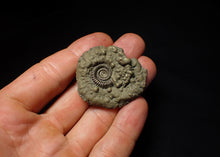 Load image into Gallery viewer, Crucilobiceras pyrite ammonite (42 mm)
