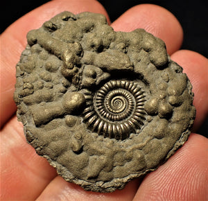Crucilobiceras pyrite ammonite (42 mm)