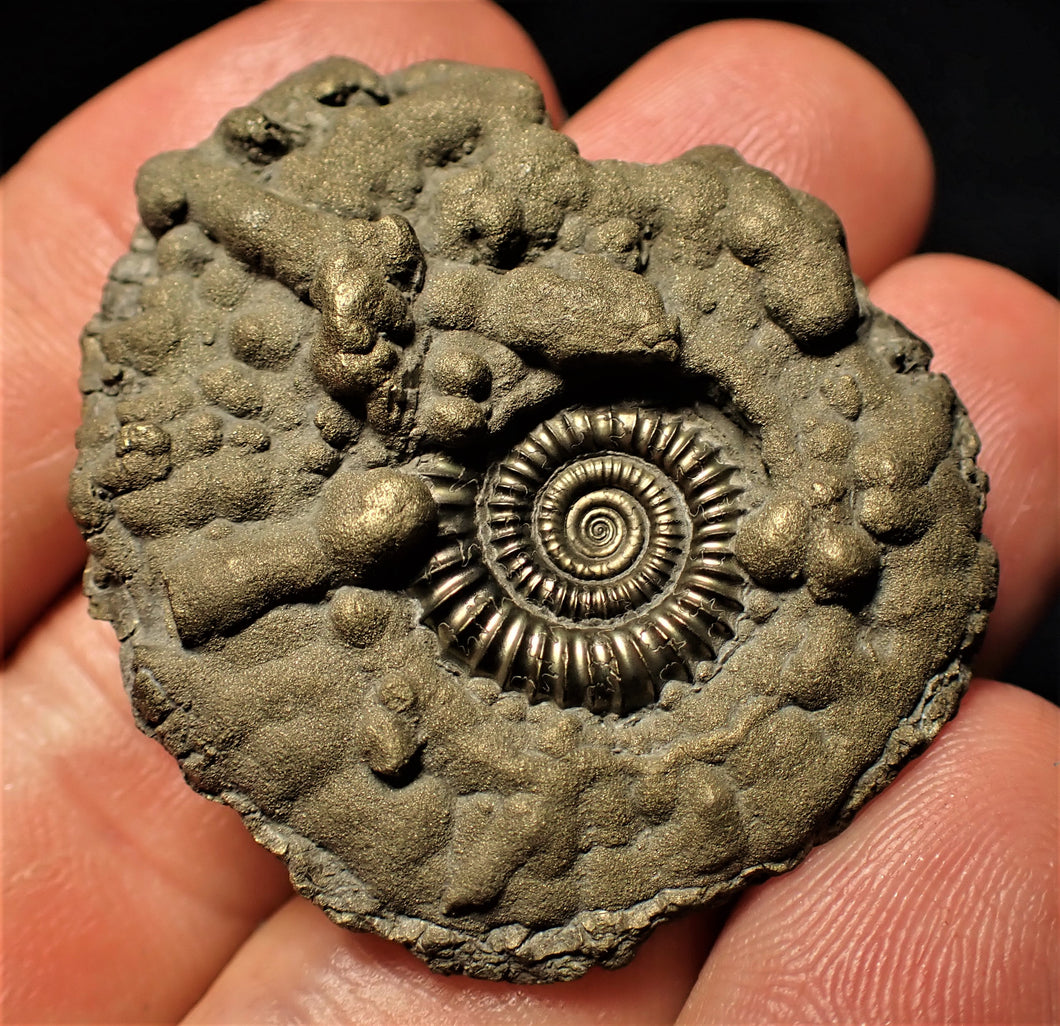 Crucilobiceras pyrite ammonite (42 mm)