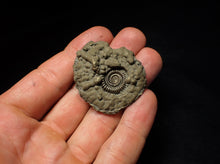 Load image into Gallery viewer, Crucilobiceras pyrite ammonite (42 mm)
