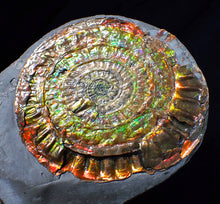 Load image into Gallery viewer, Large rainbow iridescent Caloceras display ammonite fossil 84mm
