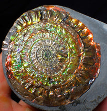 Load image into Gallery viewer, Large rainbow iridescent Caloceras display ammonite fossil 84mm

