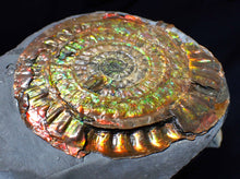 Load image into Gallery viewer, Large rainbow iridescent Caloceras display ammonite fossil 84mm
