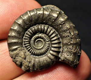 Large Crucilobiceras pyrite ammonite (30 mm)