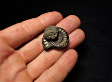 Load image into Gallery viewer, Large Crucilobiceras pyrite ammonite (30 mm)

