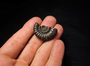 Large Crucilobiceras pyrite ammonite (32 mm)