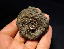 Load image into Gallery viewer, Large pyrite multi-ammonite fossil (64 mm) Crucilobiceras

