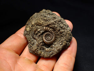 Large pyrite multi-ammonite fossil (64 mm) Crucilobiceras