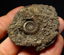 Load image into Gallery viewer, Large pyrite multi-ammonite fossil (64 mm) Crucilobiceras
