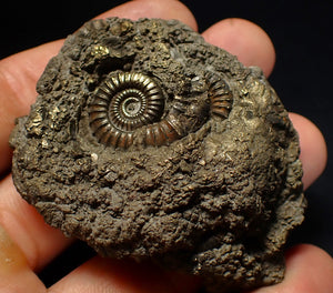 Large pyrite multi-ammonite fossil (64 mm) Crucilobiceras