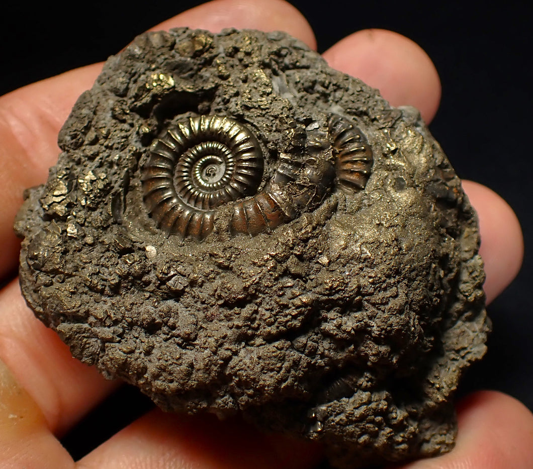 Large pyrite multi-ammonite fossil (64 mm) Crucilobiceras