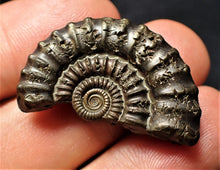 Load image into Gallery viewer, Large Crucilobiceras pyrite ammonite (32 mm)
