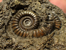 Load image into Gallery viewer, Large pyrite multi-ammonite fossil (64 mm) Crucilobiceras
