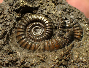 Large pyrite multi-ammonite fossil (64 mm) Crucilobiceras