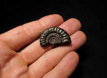 Load image into Gallery viewer, Large Crucilobiceras pyrite ammonite (32 mm)
