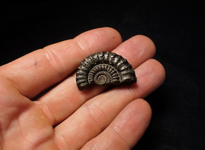 Large Crucilobiceras pyrite ammonite (32 mm)