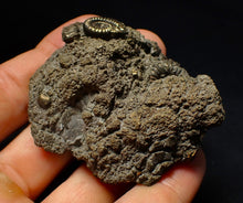 Load image into Gallery viewer, Large pyrite multi-ammonite fossil (64 mm) Crucilobiceras
