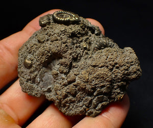 Large pyrite multi-ammonite fossil (64 mm) Crucilobiceras
